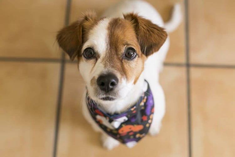 patch the dog