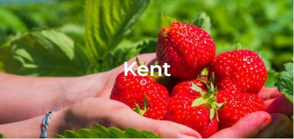 Kent