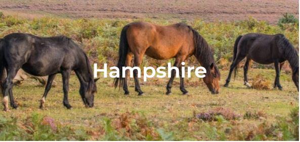hampshire